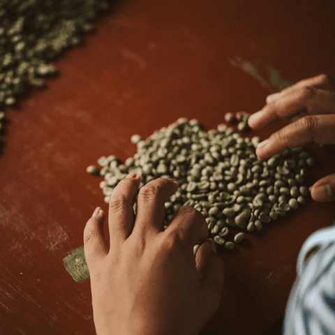 Image SORT THE DEFECT BEANS