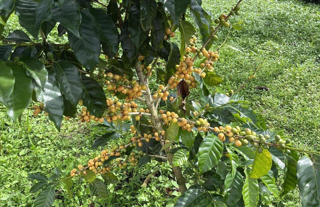 Chemical-Free Farming